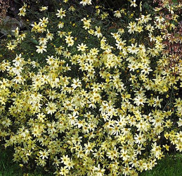 Blütenbusch mit gelben Blüten