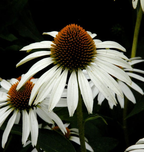 Nahaufnahme einer weißen Kegelblume mit orangefarbenem Zentrum