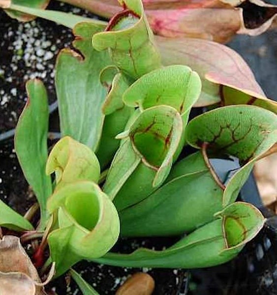 Fleischfressende Schlauchpflanze im Topf