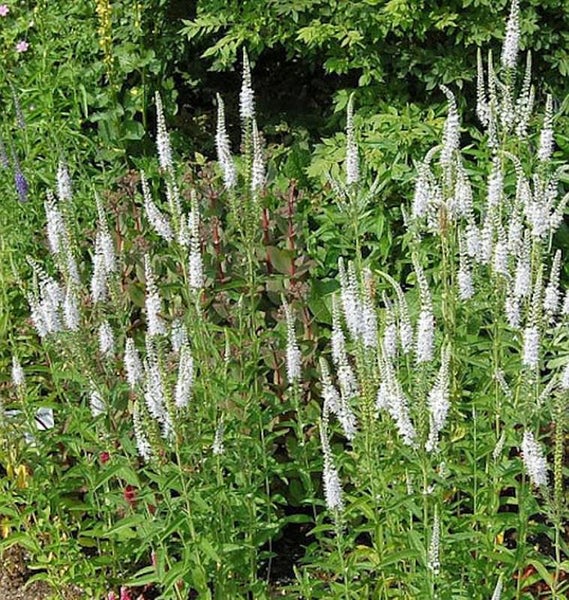 Gruppe von Veronica-Pflanzen mit weißen Blüten im Gartenbeet
