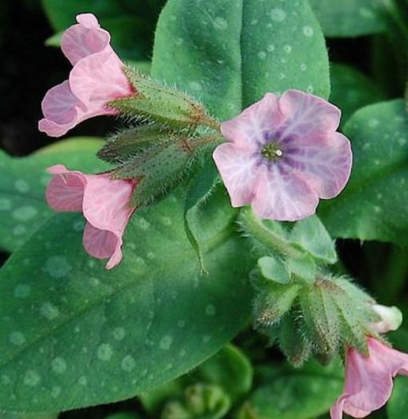 Lungenkraut Pflanze mit Blättern und Blüten
