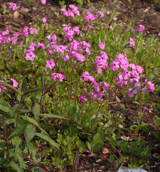 Kissenphlox mit grünen Blättern und pinkfarbenen Blüten