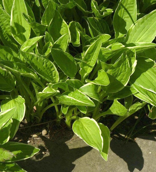 Funkie mit weiß geränderten Blättern im Garten