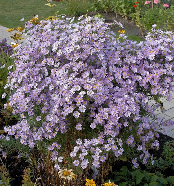 Aromatic Aster blüht im Gartenbeet