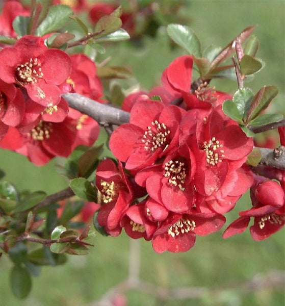 Nahaufnahme von Zierquittenblüten an einem Zweig