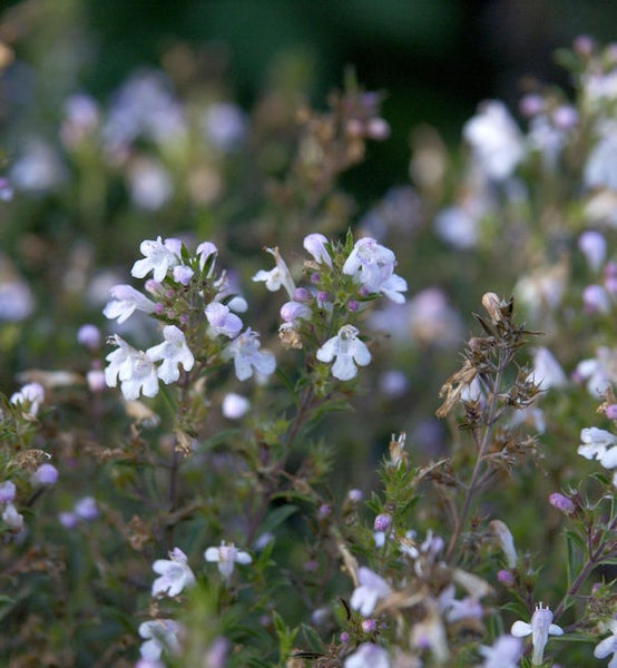 Nahaufnahme von Thymianblüten