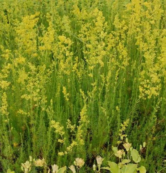 Wiesen-Labkraut mit gelben Blüten auf dem Feld