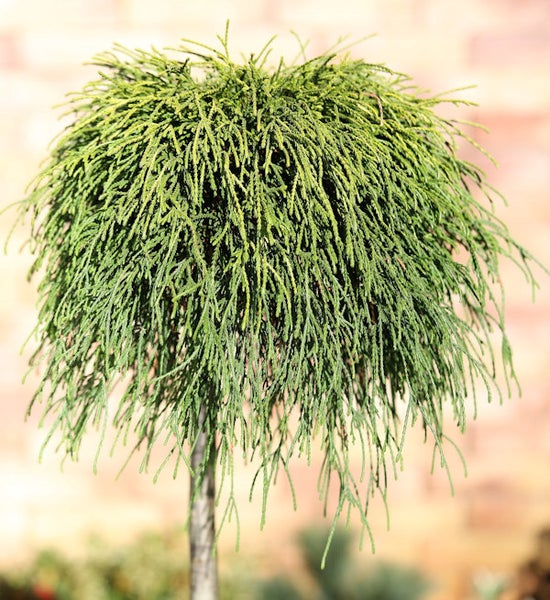 Kopfbaum im Detailansicht