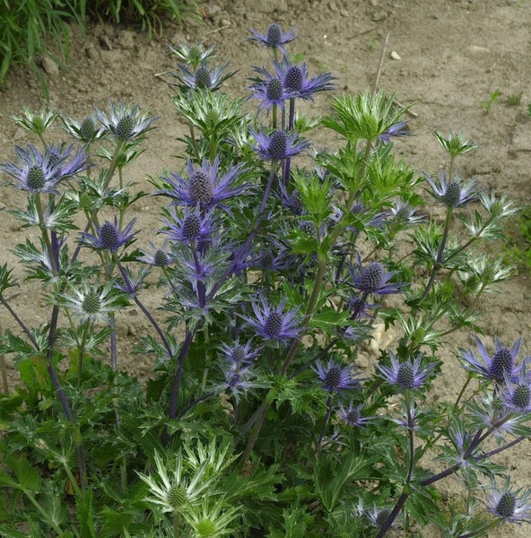 Garten mit Blaudistel Pflanzen