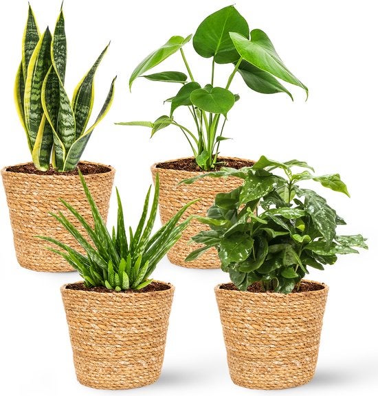 Bloomique - Set von 4 - Pflanzenkörbe 'Maki' - Blumentöpfe für Innen - Pflanzenkörbe - Hergestellt aus nachhaltigem Seegras - Durchmesser 13 cm - Höhe 13 cm