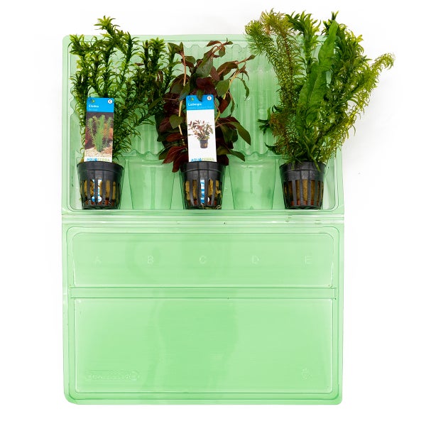 Bloomique - 3er Set - Aquarium Pflanzen Echt - Aquarium Zubehör - Wasserpflanzen - Reinigend - Sauerstoff - Wasserpest, Wassernabel, Ludwigie - Höhe 15-20 cm