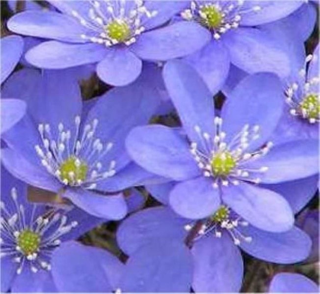 Nahaufnahme von Leberblümchen