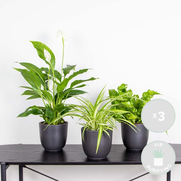 3x Badezimmerpflanzen Mix – Spatiphyllum-Asplenium-Chlorophytum – ⌀12 cm - ↕ 25-45 cm
