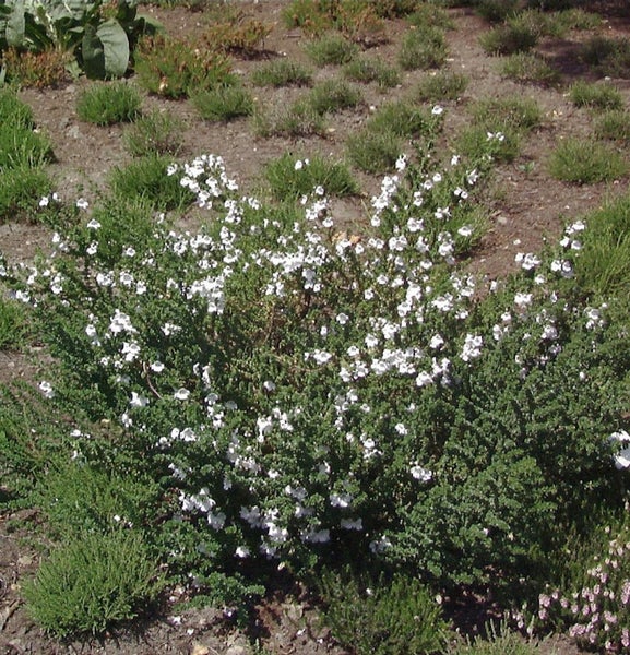Strauch mit kleinen weißen Blüten