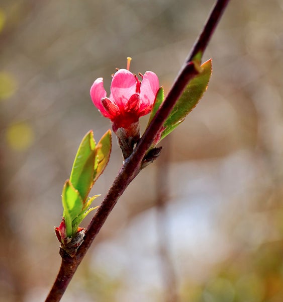 Nahaufnahme einer einzelnen rosafarbenen Blütenknospe mit Blättern an einem Zweig