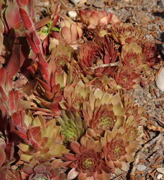 Nahaufnahme von Hauswurz Pflanzen im Gartenbeet