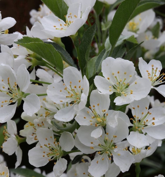 Nahaufnahme von Zierapfelblüten mit weißen Blütenblättern und gelben Staubgefäßen