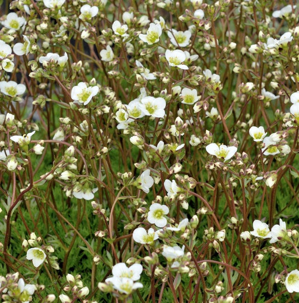 Blütenmeer mit weißen Steinbrechblüten