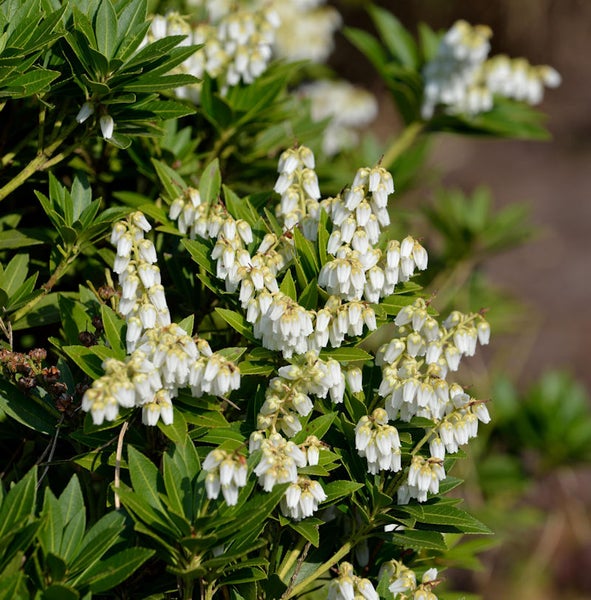 Schattenglöckchen mit weißen Blüten und grünen Blättern