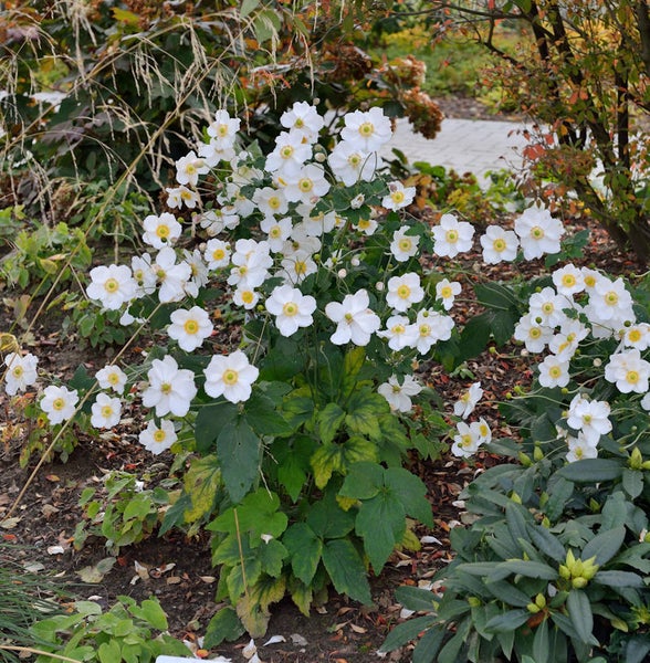 Japanische Anemone im Gartenbeet mit weißen Blüten