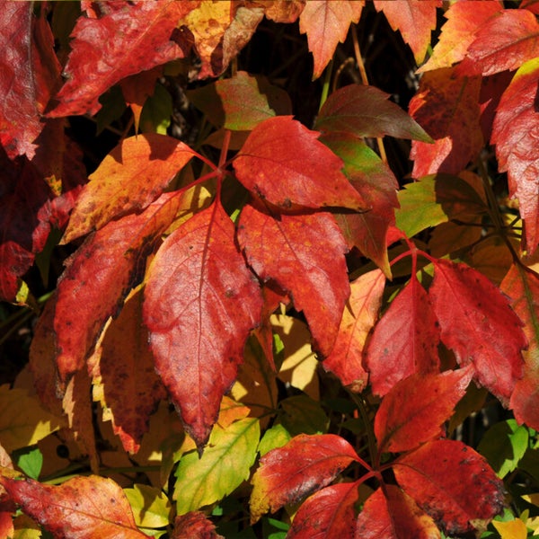Bloomique - Parthenocissus Quinquefolia Engelmannii - Wildrebe - Kletterpflanzen - Gartenpflanzen - Winterhart - Topf 15 cm - 70-80 cm hoch