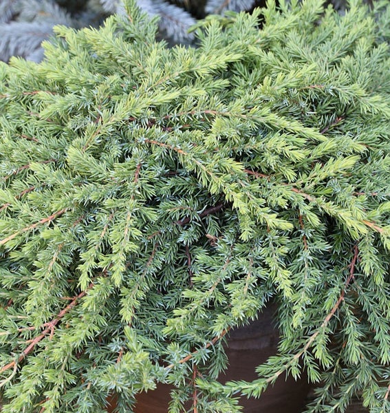 Detailaufnahme eines grünen, kriechenden Wacholders