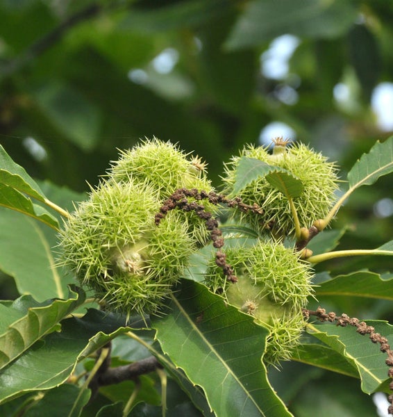 Esskastanienfrüchte mit Stacheln und Blättern am Baum