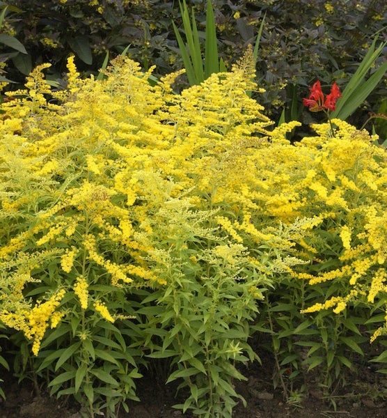 Goldrute im Gartenbeet