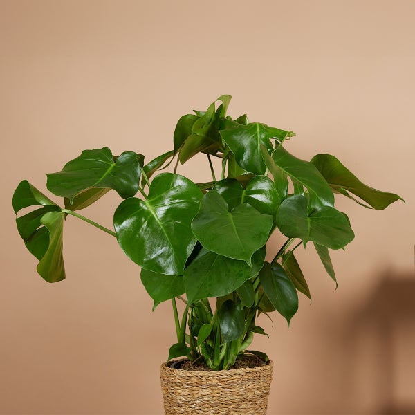 Bloomique - 2er Set - Monstera Deliciosa - Fensterblatt - Zimmerpflanzen - Pflegeleicht - Luftreinigend - Höhe 70-80 cm - Topf 21 cm