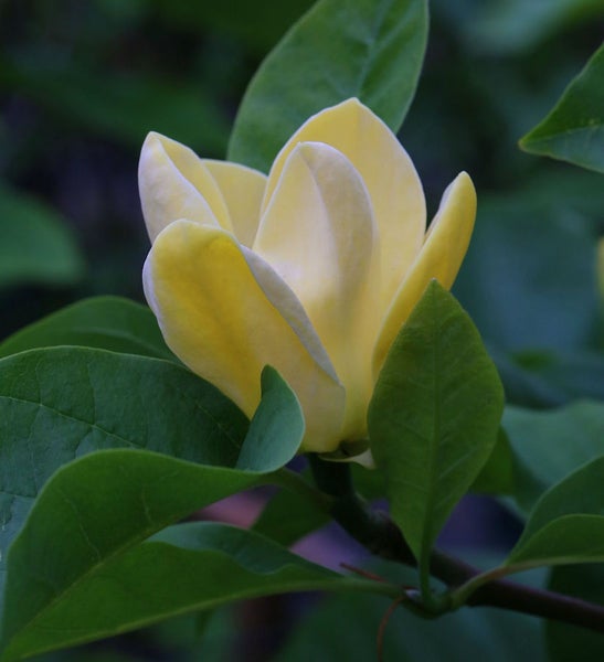 Gelbe Magnolienblüte mit grünen Blättern
