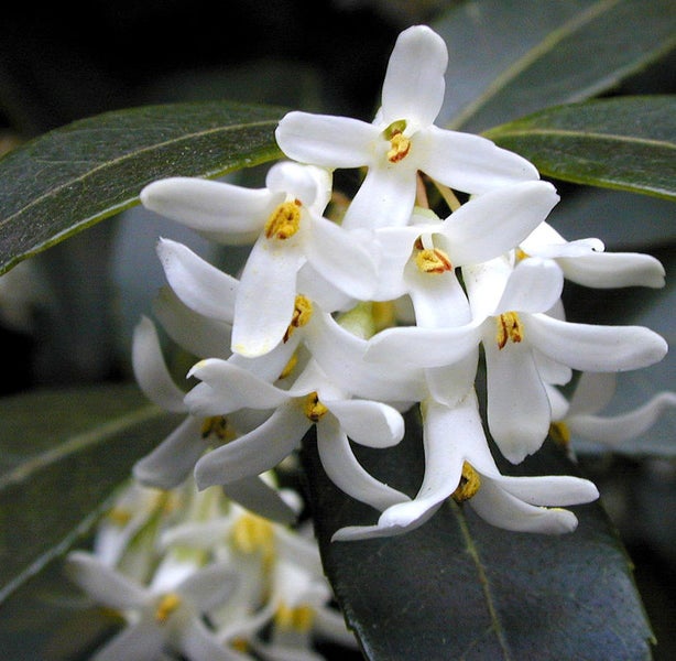 Blüten des Duftblütenstrauchs