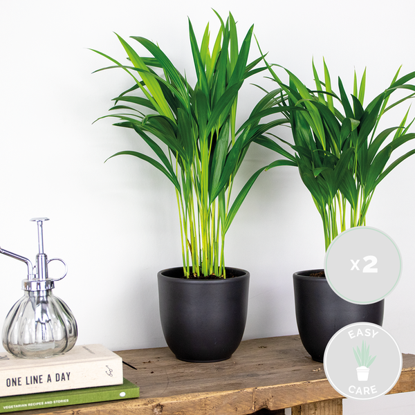 2x Dypsis Lutescens - Goldpalme - Zimmerpflanze - Pflegefreundlich – ⌀12 cm - ↕20-25 cm