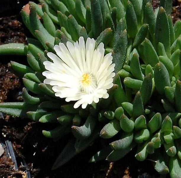 Delosperma-Congestum-Pflanze mit weißen Blüten