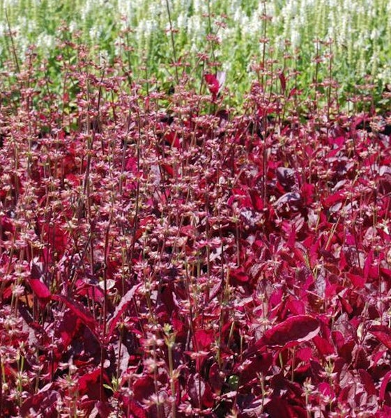 Beet mit dekorativen, blühenden Beetpflanzen