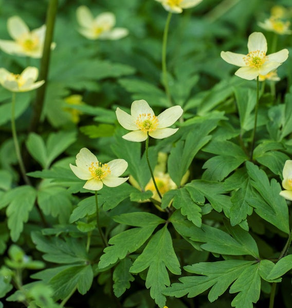 Gelbe Waldveilchen mit grünen Blättern