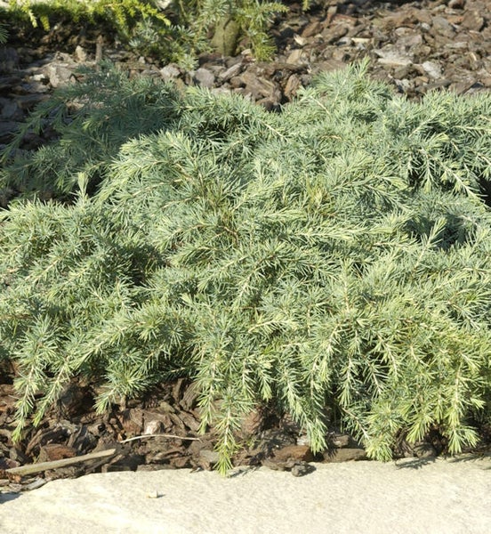 Bodendeckende Zypresse im Gartenbeet