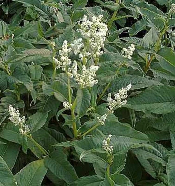 Blütenstand des Staudenknöterichs mit grünen Blättern