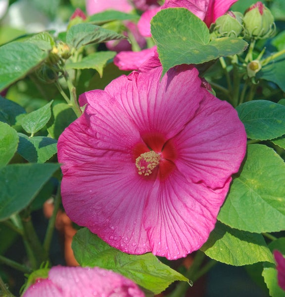 Hibiskusblüte mit grünen Blättern
