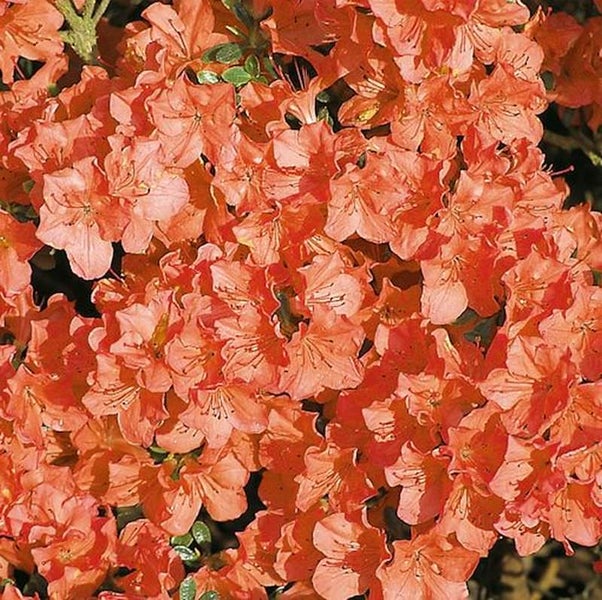 Nahaufnahme einer Azalee mit zahlreichen Blüten