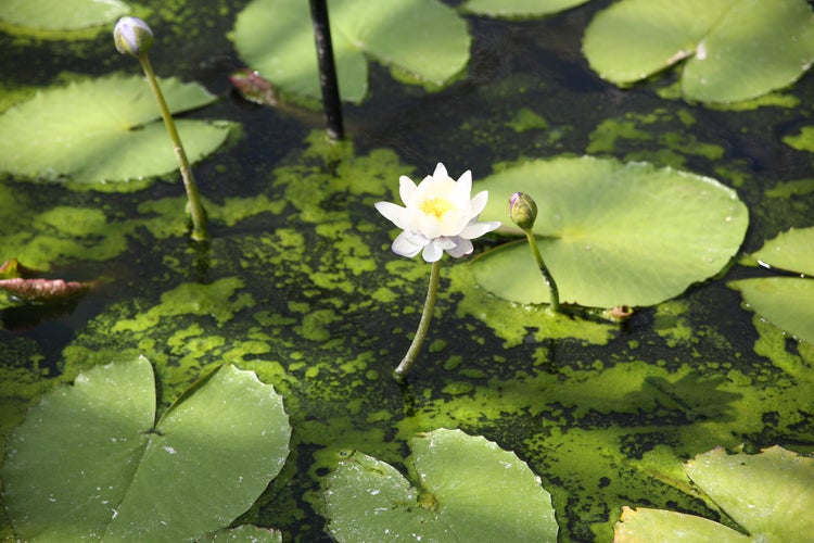 2x Nymphaea 'Marliacea Albida' – Seerose – Winterheart – Zone 4 – ⌀11 cm - ↕25-35 cm