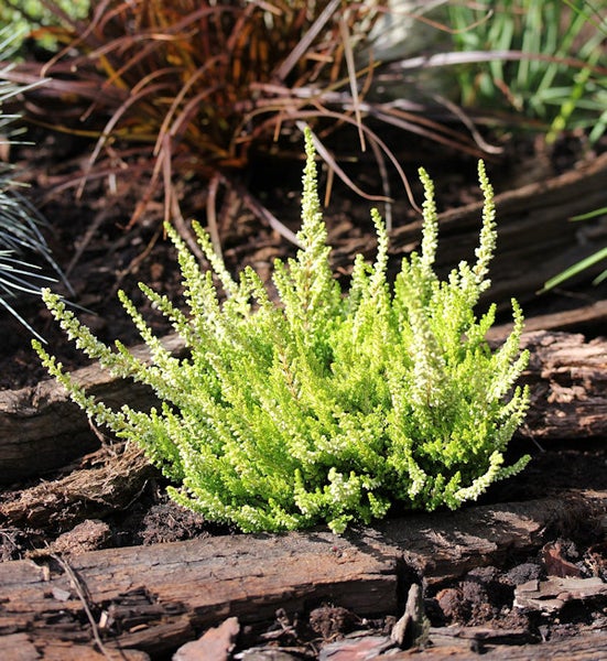 Besenheide Pflanze im Gartenbeet