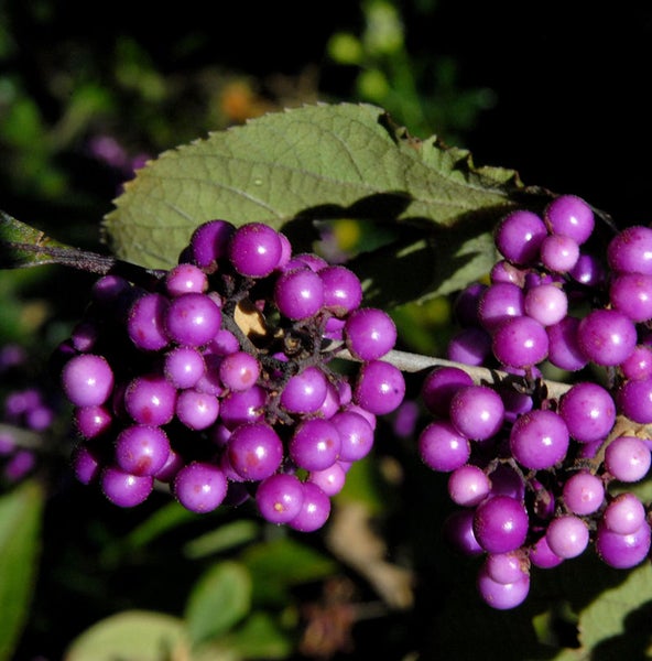 Nahaufnahme von Schönfrucht mit Blättern