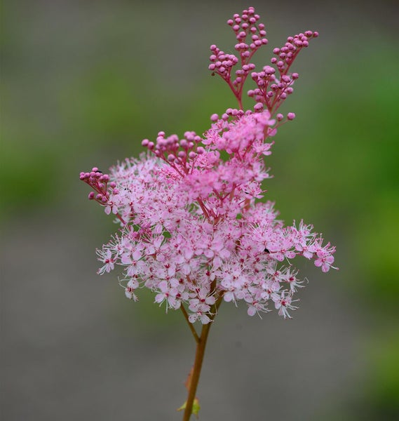 Blüte der Sumpf-Schaumspiere mit kleinen, rosa Blüten