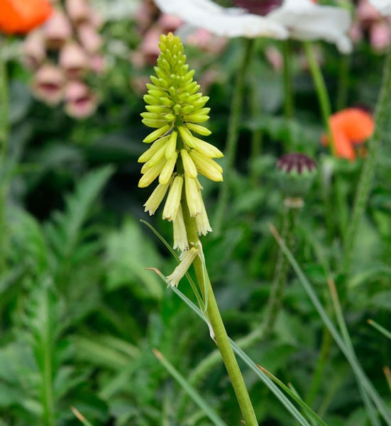 Gelbe Fackellilie im Garten