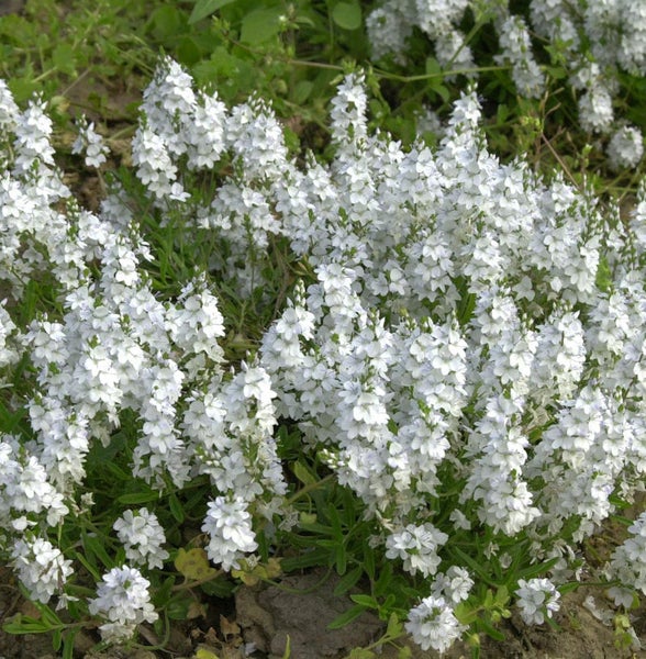 Blühende Veronica Pflanzen im Garten