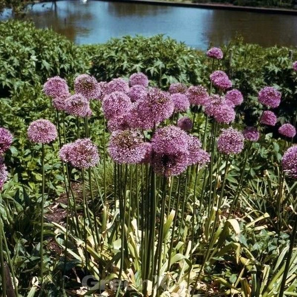 Blühende Zierlauch Pflanzen im Garten.