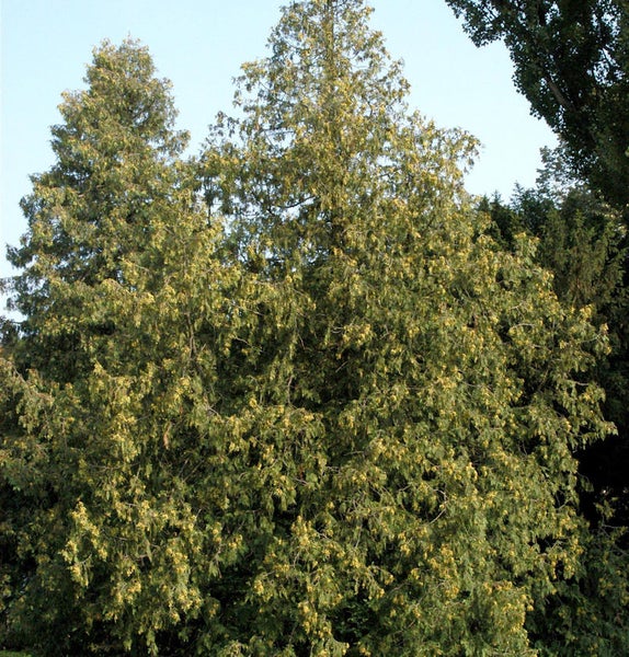 Lebensbaum im Garten