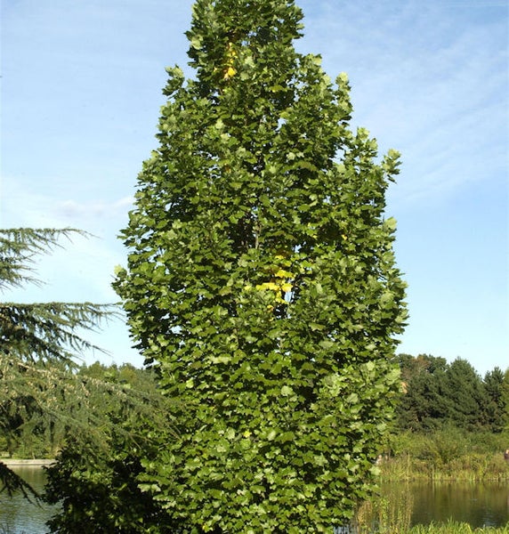 Tulpenbaum im Außenbereich