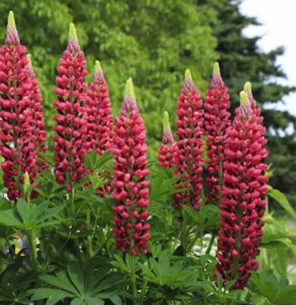 Blühende rote Lupinenstaude im Garten
