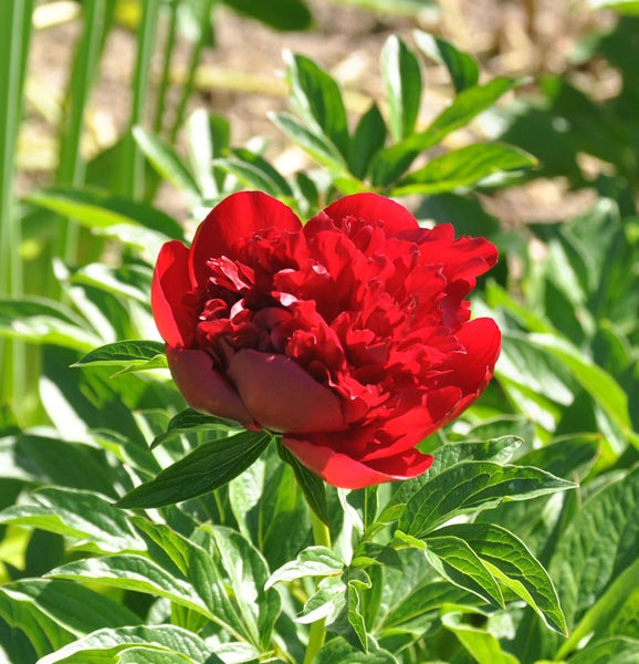 Rote Pfingstrose im Garten